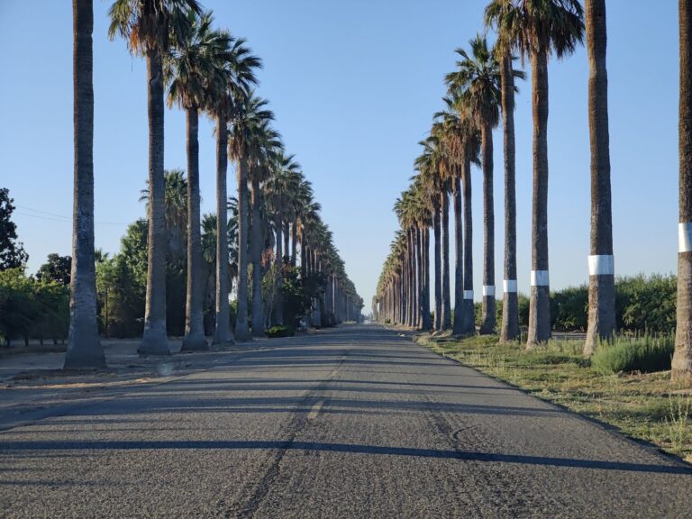 Kearney Boulevard’s many Palms